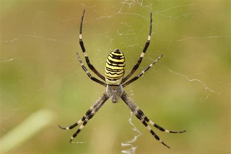 are orb weaver spider poisonous